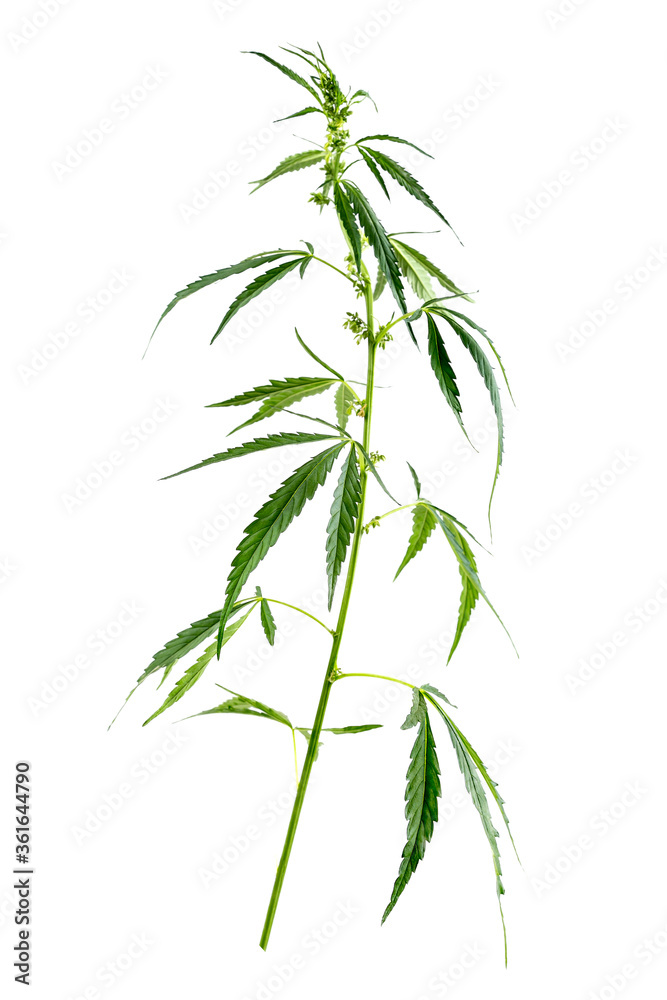 Fototapeta premium Branch of medical hemp on white.
