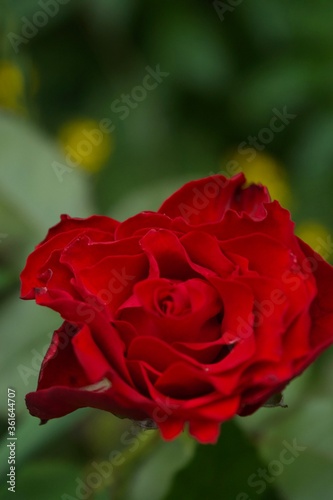 a single soft red rose unfolding to the sunlight strong and beautiful