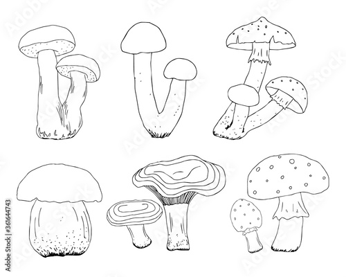 Simple vector freehand drawing in black outline. Mushrooms isolated on a white background. Element of nature, forest, autumn. Organic product, vegetarianism, food, menu, ingredient.
