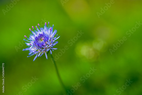 Blue wild flower blooming during summer. Macro photo with green background.