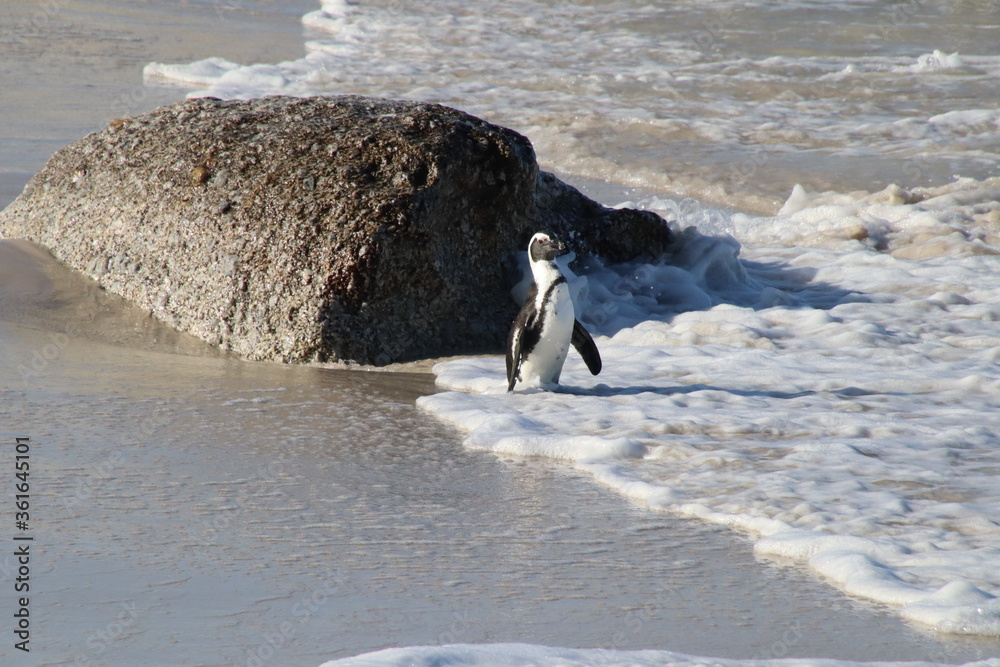 Pinguin Pinguin