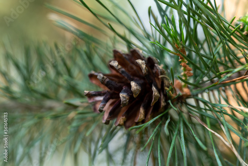Branch of a pine tree with cone