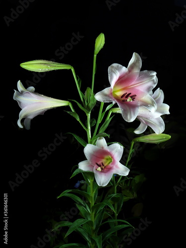 Tokyo,Japan-June 15, 2020: Taiwan lilies or Formosa lilies after the heavy rain in the night 