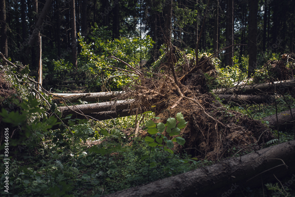 Sunlight after a hurricane - felled trees in a forest - natural disaster Sunlight after a hurricane - felled trees in a forest - natural disaster