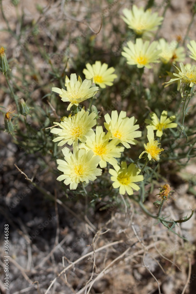 Bold sunny blooms of Yellow Tackstem, Calycoseris Parryi, Asteraceae, native Herbaceous Annual on the edges of Twentynine Palms, Southern Mojave Desert, Springtime. Bold sunny blooms of Yellow Tackstem, Calycoseris Parryi, Asteraceae, native Herbaceous Annual on the edges of Twentynine Palms, Southern Mojave Desert, Springtime.