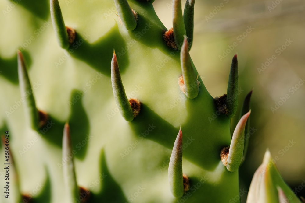 Green Prickly pear cactus plant in nature closeup. Green Prickly pear cactus plant in nature closeup.