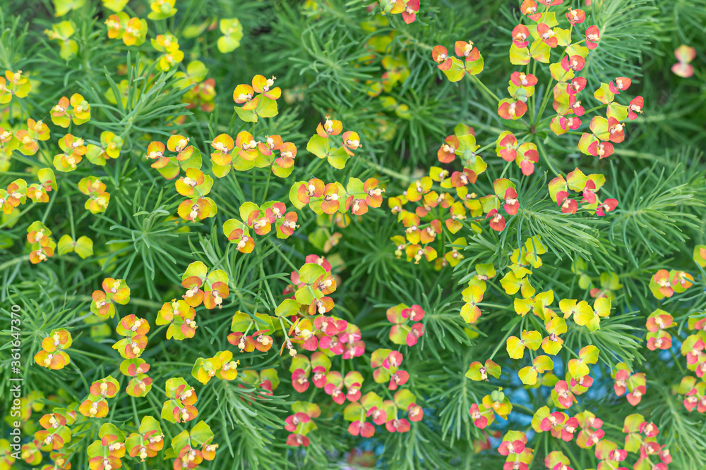 Small multi-colored flowers and green grass top view. Floral background, natural background, universal background. Gardening, growing plants. Macro, closeup, selective focus. Small multi-colored flowers and green grass top view. Floral background, natural background, universal background. Gardening, growing plants. Macro, closeup, selective focus.