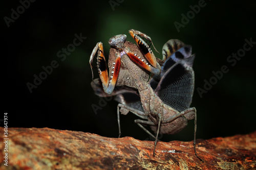 The beauty of the form of self defense Dead Leaf Mantis