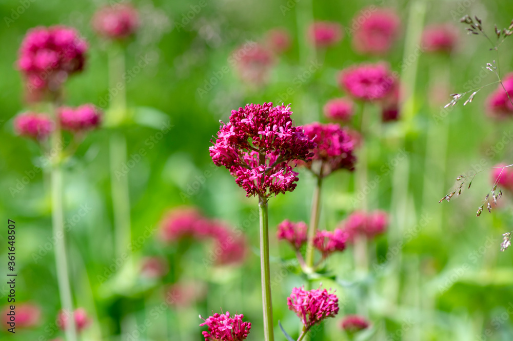 Centranthus ruber flowering plant, bright red pink flowers in bloom, green stem and leaves, ornamental flower Centranthus ruber flowering plant, bright red pink flowers in bloom, green stem and leaves, ornamental flower