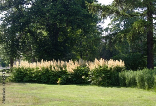 Fototapeta Naklejka Na Ścianę i Meble -  Tall Aruncus dioicus blooming large white flowers in a city park in early summer