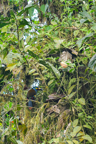 Tucán andino pechigris / Plate billed toucan / Andigena laminirostris