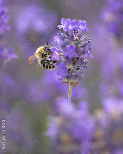 bee feeding on lavender © Deanne