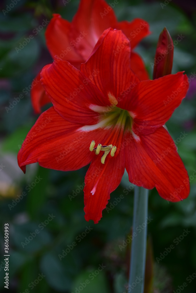 red flower in the garden