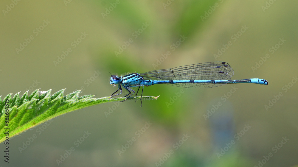 Common blue damselfly on nettle leaf isolated with out of focus background. Common blue damselfly on nettle leaf isolated with out of focus background.