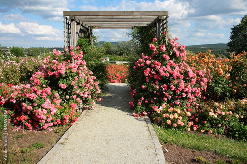 Pink climbing roses growing on a wooden pergola