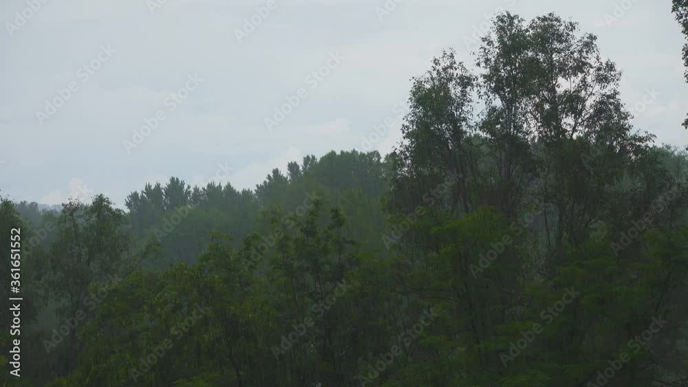 blowing trees during heavy rain and strong wind. Bad weather and storm
blowing trees during heavy rain and strong wind. Bad weather and storm