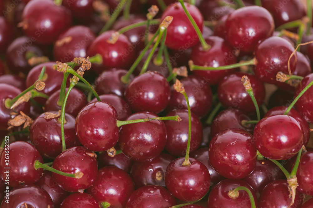 FRESH NATURAL RIPE CHERRIES JUST FROM THE BRANCH FRESH NATURAL RIPE CHERRIES JUST FROM THE BRANCH