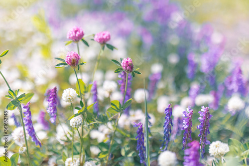 Multicoloured wildflowers blooming in the meadow photo