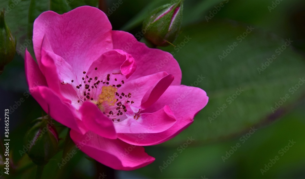 pink flower pink flower