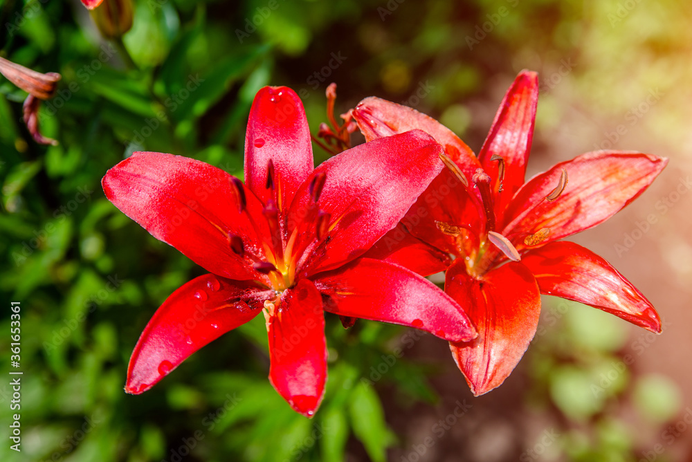 Red lily blossoms in the garden after the rain
Red lily blossoms in the garden after the rain