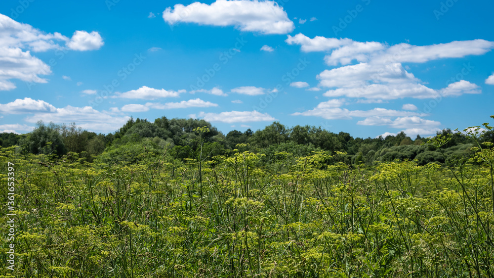 Summer landscape - Tall grass in the foreground and forest skyline and blue sky with clouds in the background Summer landscape - Tall grass in the foreground and forest skyline and blue sky with clouds in the background