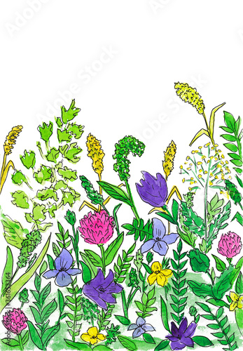 Wildflowers watercolor illustration.  Bluebells, clover and pansies flowers