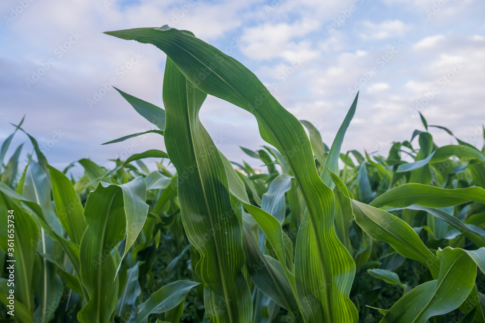 corn field against blue sky corn field against blue sky