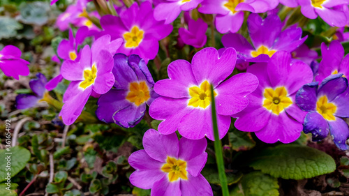 Aubretia flowers in spring in Germany