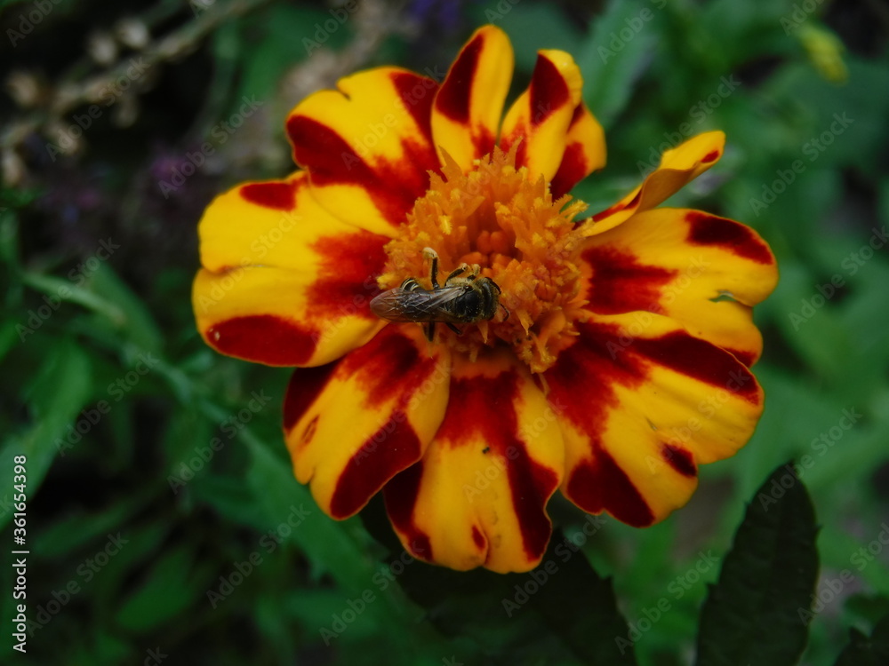 bee on flower bee on flower