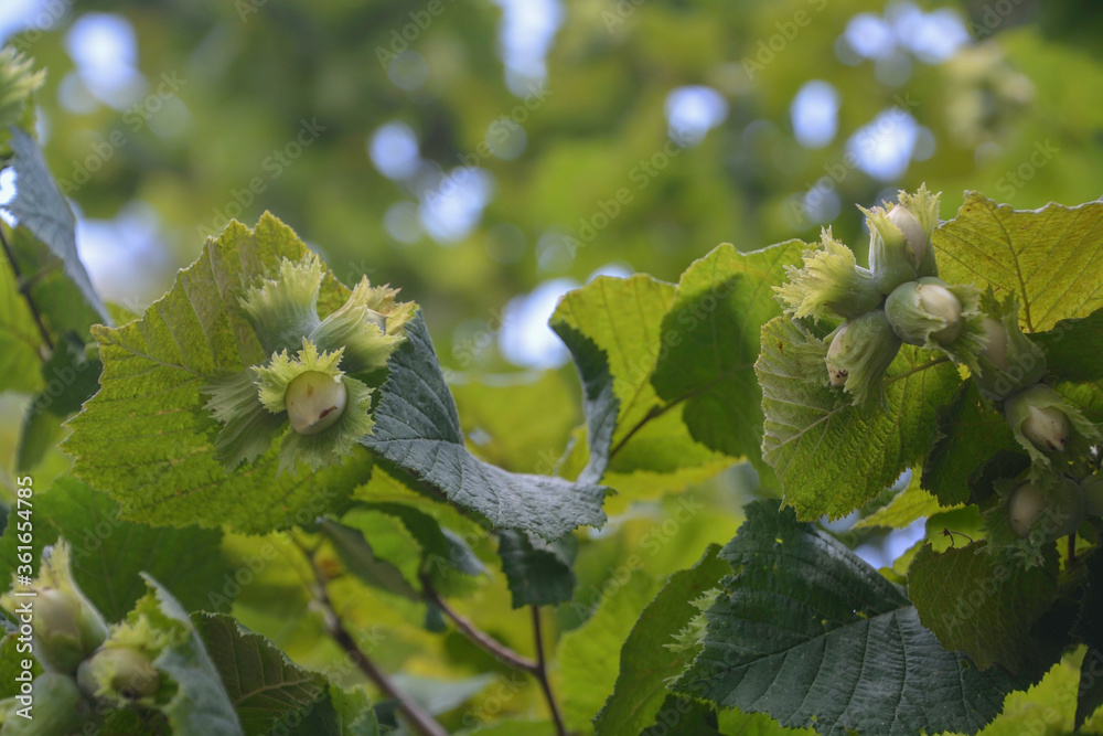 Hazel filbert tree with hazelnuts on the branch macro. Green hazelnuts growing on the tree Girona, Catalonia