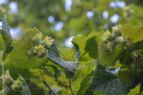 Obraz na płótnie Hazel filbert tree with hazelnuts on the branch macro. Green hazelnuts growing on the tree Girona, Catalonia w salonie