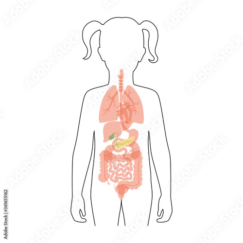 Pancreas an human body