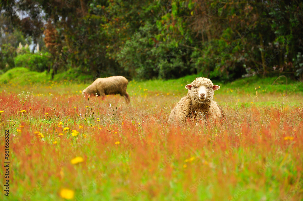 Two sheep in a field