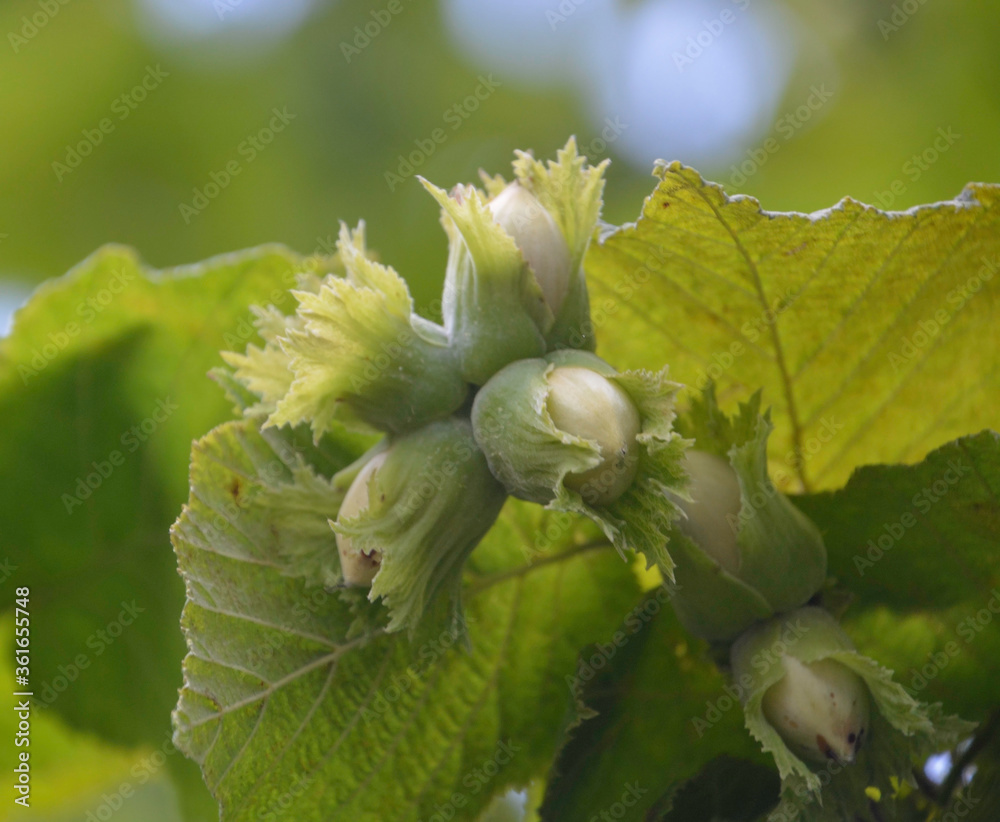 Hazel filbert tree with hazelnuts on the branch macro. Green hazelnuts growing on the tree Girona, Catalonia