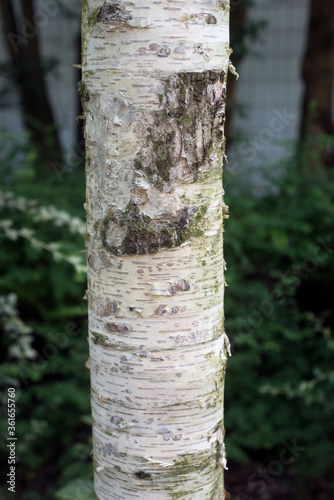 Closeup of birch tree trunk in urban park