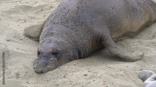 elephant seal slo mo sand head first