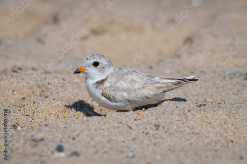 piping plover father sit down the beach