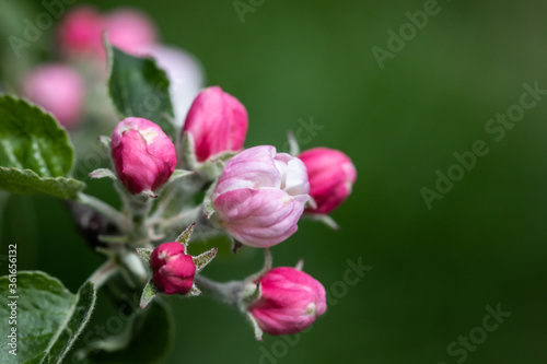 Apple Blossom Buds