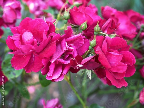 pink flowers