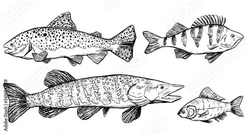 Trout, Perch, Pike, Crucian collection isolated on white. Set of hand drawn vector illustration. Realistic ink sketches of river fish. Outline vintage graphic elements for design, print, card, poster.