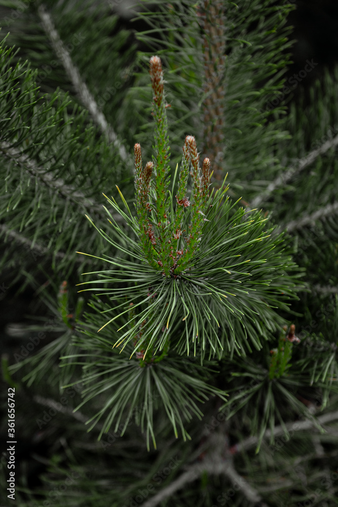 flowering common pine in spring flowering common pine in spring
