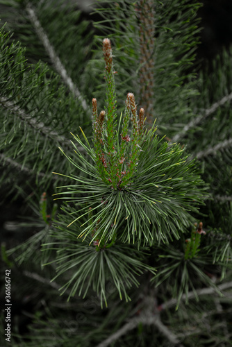 flowering common pine in spring