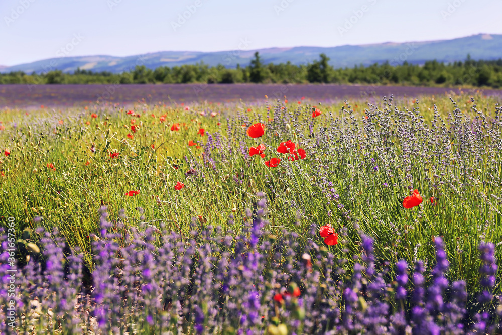 Obraz premium France, Provence: lavender field and red poppies