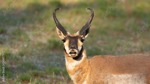 Photography A pronghorn antelope buck lifts his upper lip as he smells the air