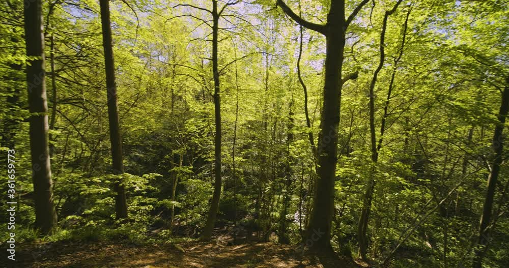 Lush Green Forest Trees Surrounded by Wild Plants on a Sunny Day