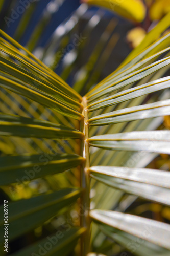 Macro de árias folhas de um coqueiro reluzindo no sol
 photo