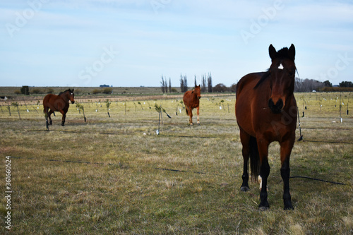 caballos en olivar