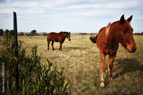 caballos en olivar