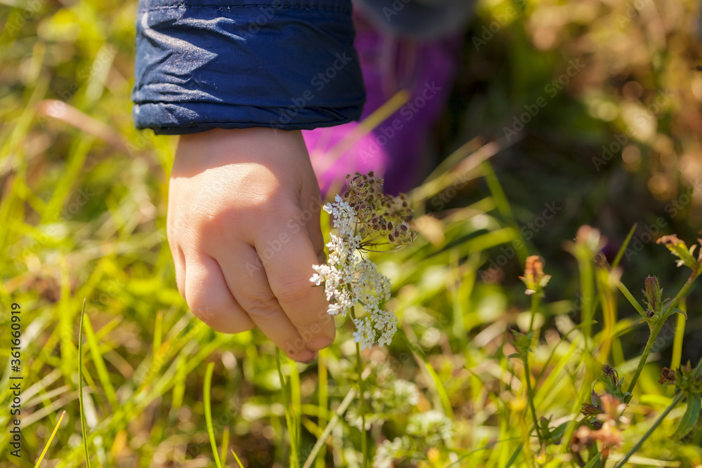 Picking flowers