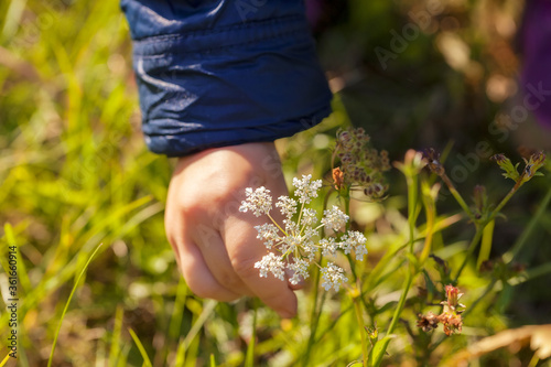 Picking flowers photo